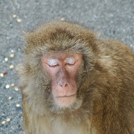 monkey